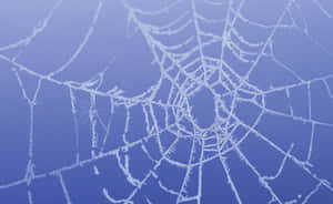 Frosty Spider Web Background Wallpaper