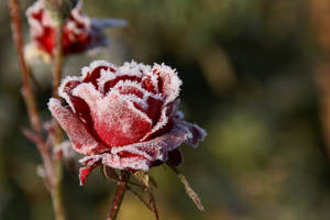 Frozen Red Rose In Daylight Wallpaper