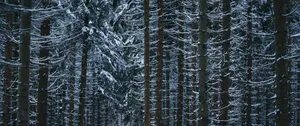 Frozen Winter Scenery In High Resolution Wallpaper