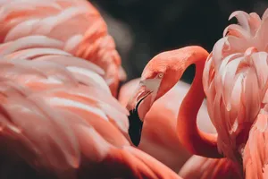 Full 4k Desktop Flamingo Wallpaper