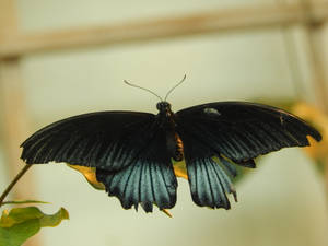 Full Hd Butterfly Papilio Memnon Wallpaper