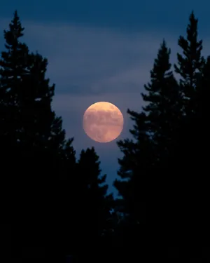 Full Moon Amongst Trees Wallpaper