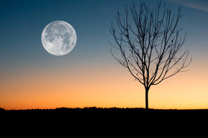 Full Moon By Bare Tree Wallpaper