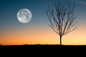 Full Moon By Bare Tree Wallpaper