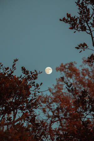 Full Moon Over Trees Wallpaper