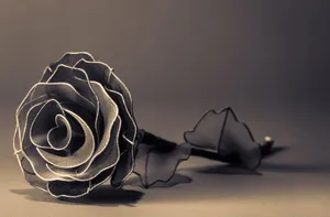Full Screen Hd Black Rose Wallpaper
