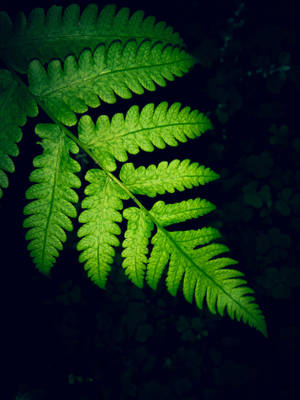 Full Screen Hd Fern Leaf Wallpaper