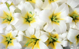 Fully-bloomed White Lily Flowers Wallpaper