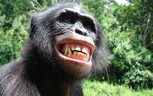 Funny Chimpanzee Smile Wallpaper