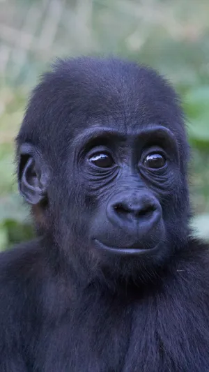 Funny Face Gorilla Iphone Wallpaper