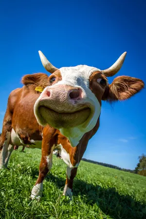 Funny Farm Animal Cattle Smiling At Camera Wallpaper