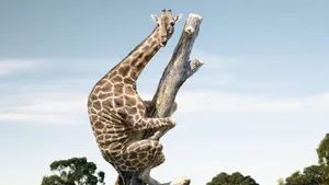 Funny Giraffe Clinging On Dead Tree Wallpaper