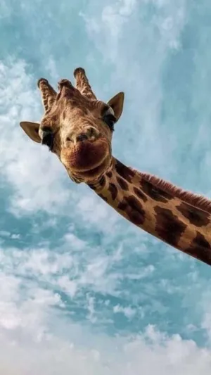 Funny Giraffe Smiling At The Camera Wallpaper