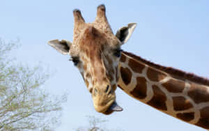 Funny Giraffe Sticking Out Tongue On The Side Wallpaper