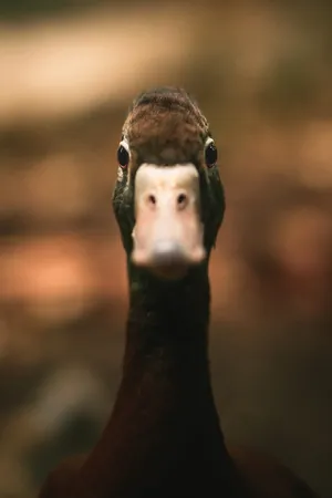 Funny Goose Blank Stare Wallpaper