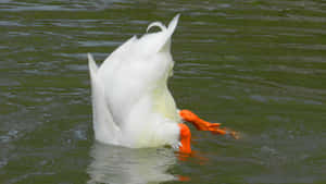 Funny Goose Head Underwater Wallpaper