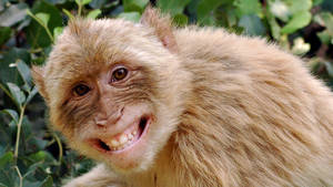 Funny Monkey Smiling Wallpaper