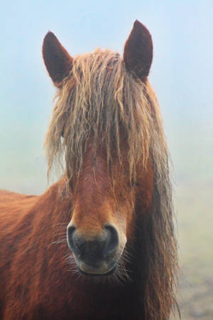 Fuzzy Horse Iphone Wallpaper