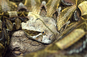 Gaboon Viper West African Snake Head Wallpaper