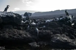 Galapagos Birdson Volcanic Rocks Wallpaper