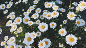 Garden Daisies Laptop Wallpaper