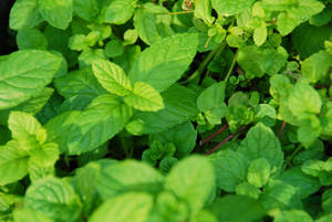 Garden Mint Plant Wallpaper