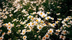 Garden Of Daisy Aesthetic Computer Wallpaper