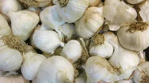 Garlic Vegetable Herb Pile Top View Wallpaper