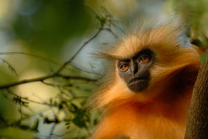 Gee's Golden Langur Monkey On A Tree Branch Wallpaper