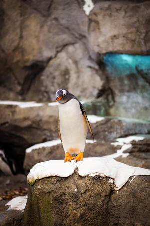 Gentoo Penguin Wallpaper