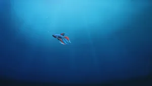 Genuine Betta Fish Desktop Wallpaper