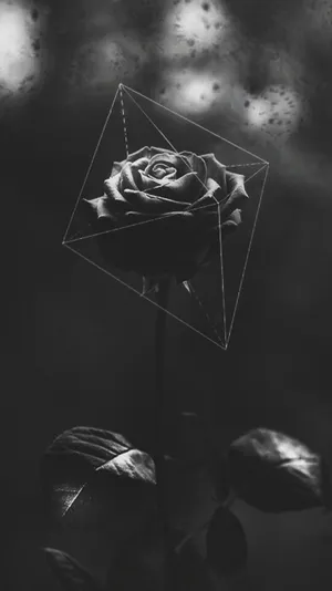 Geometric Pattern Black Rose Iphone Wallpaper