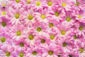 Gerbera Wall For Pink Flowers Aesthetic Wallpaper