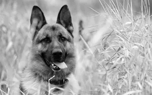 German Shepherd Black And White Dog Wallpaper
