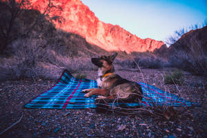 German Shepherd Dog Blue Blanket Wallpaper