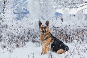 German Shepherd Dog Sitting On Snow Wallpaper