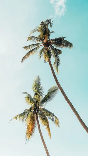 Get Away From It All With This Tropical Themed Iphone Case Wallpaper