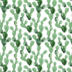 Get Creative With Cactus Wallpaper