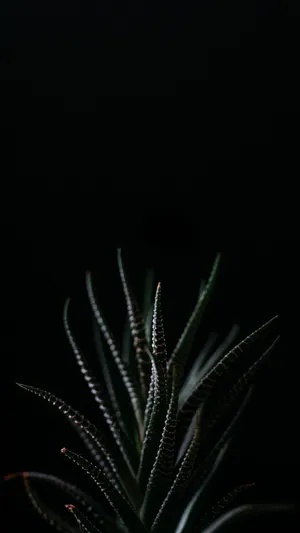 Get Inspired With These Succulent Iphone Wallpapers Wallpaper