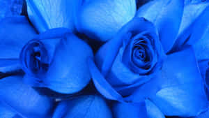 Get Lost In A Dreamlike World With The Beauty Of A Blue Rose Wallpaper