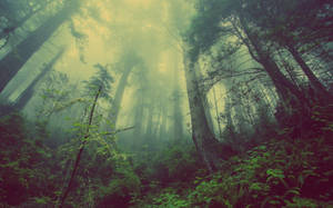 Get Lost In The Mystifying Sight Of A Dark Forest. Wallpaper