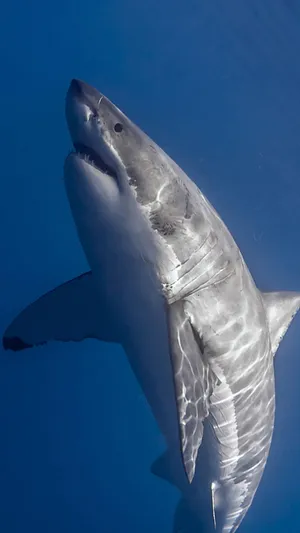 Get The Coolest Iphone Case Ever! Wallpaper