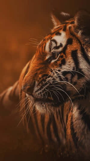 Get The Modern Cutting Edge Technology With The Tiger Phone Wallpaper