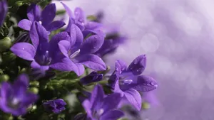 Get Your Work Done Faster With A Stylish And Powerful Purple Flower Laptop. Wallpaper