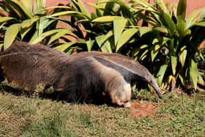 Giant Anteater Foraging.jpg Wallpaper