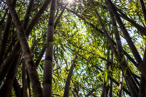 Giant Bamboo Plants Wallpaper