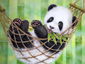 Giant Panda Relaxing On Hammock Wallpaper
