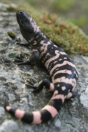 Gila Monster Crawling On Gray Rock Wallpaper