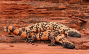 Gila Monster On Top Of Each Other In Desert Wallpaper