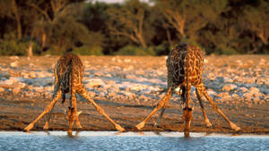 Giraffe In Namibia Wallpaper